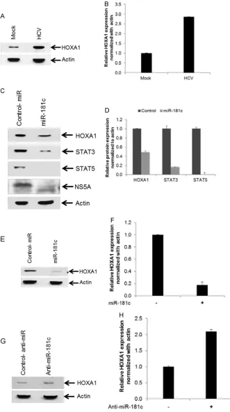 FIG 5 HCV infection enhances expression of HOXA1, and exogenous expression of miR-181c inhibits HOXA1 and its downstream molecules STAT3 and STAT5