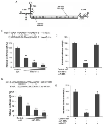 FIG 8 miR-181c directly targets HCV E1 and NS5A. (A) Schematic representation of the HCV genome showing potential target sites for miR-181c