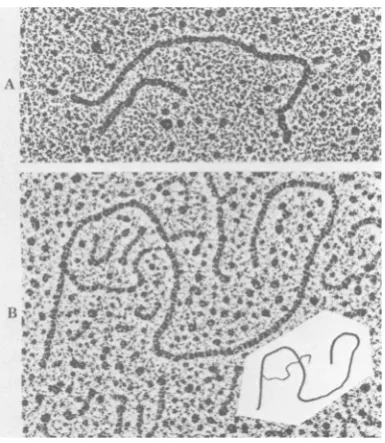 FIG.1. Electron microscopy of (A
