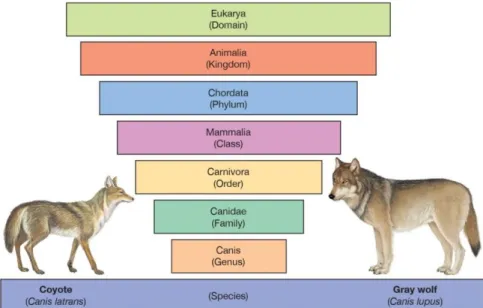 Figure 2. Example of Linnaean Classification System  