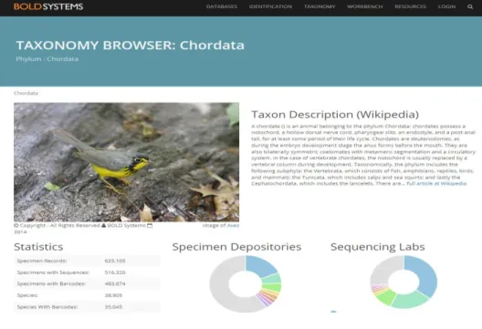 Figure 4. Example of search in BOLD - Taxonomy Browser 