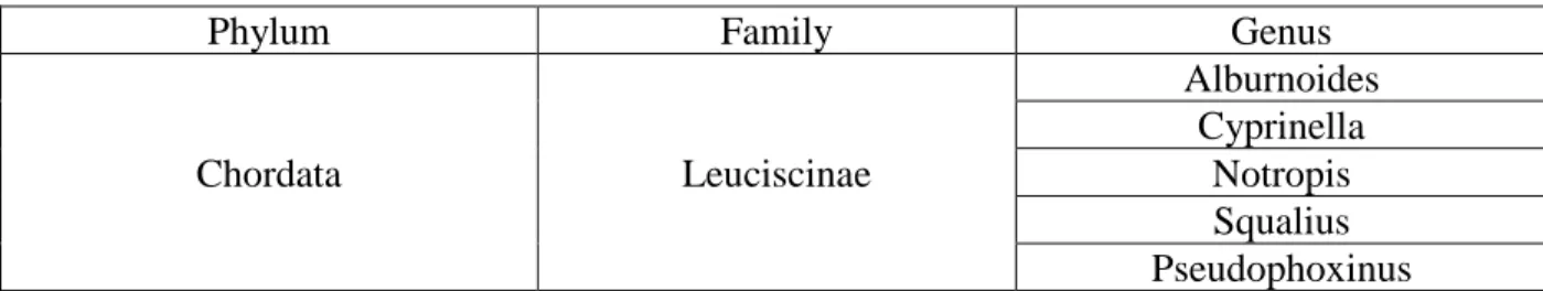 Figure 15. Tree Building result for Phylum Mollusca 