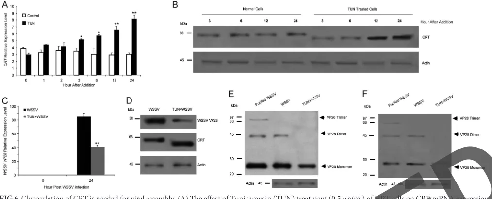 FIG 5 Assembly of WSSV structural proteins is mediated through host CRT. (A to D) Western blot showing that the assembly of virions requires multimericVP26 and VP28