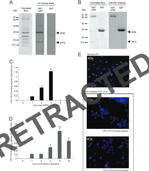 FIG 2 Interaction of host CRT with viral structure proteins. (A) Binding of CRT to viral structure proteins was detected by far overlay assay