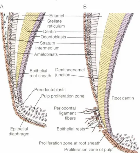 Figure 2Diagram of root formation. A, early stage. B, later stage.