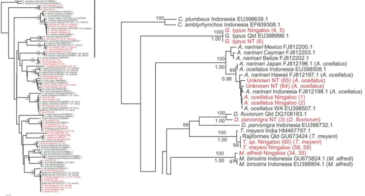 Figure 1. Phylogenetic relationship of rays Part I. Reduced view of the neighbour-joining tree based on COI sequence data using Kimura-two- Kimura-two-parameter substitution model (left); the first part of the tree (right)