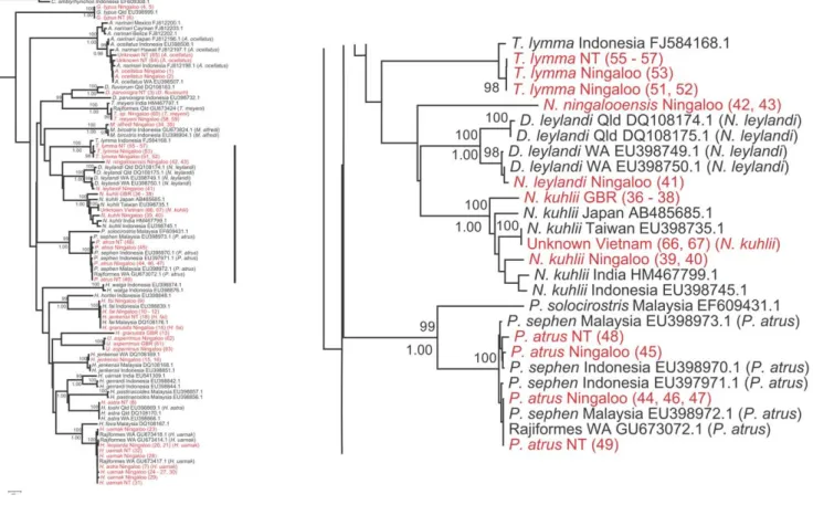 Figure 2. Phylogenetic relationship of rays Part II. Second part of the Neighbour-joining tree based on COI sequence data using Kimura-two- Kimura-two-parameter substitution model (left); the second part of the tree (right)