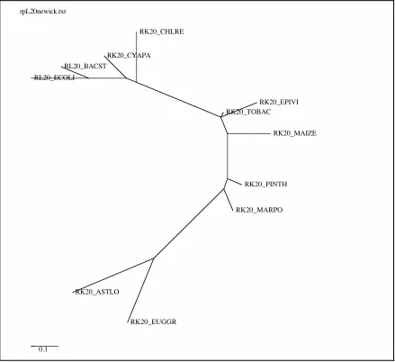 Figure 2.3.  The phylogenetic tree of the 11 sequence ribosomal protein L20 