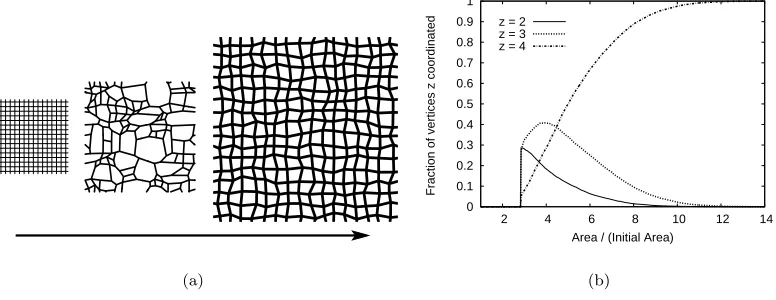 Fig. 4 – Expansion of a square lattice. (a) Simulation output for 512 strings and win ﬁg