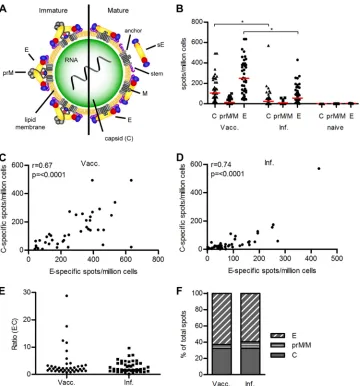 FIG 1 CD4� T cell response to the TBE virus structural proteins C, prM/M, and E. (A) Schematic representation of a ﬂavivirus particle, showing an immatureand mature virion