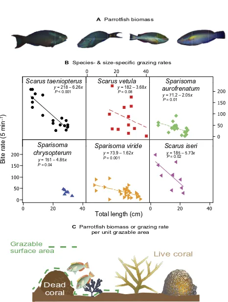 Fig. 4. Species- and size-specific grazing pressure from parrotfish. Illustration of relative grazing area