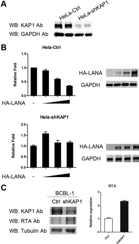 FIG 5 KAP1 is involved in transcriptional repression by LANA. (A) Knocked-down KAP1 in HeLa-shKAP1 cells