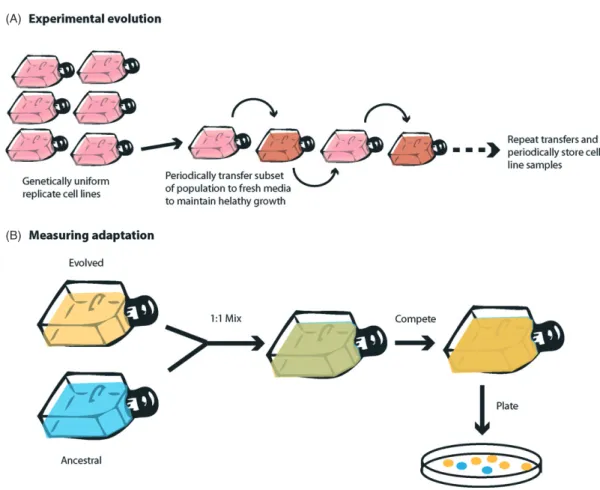 Figure 1 The simple competition experiment is one of the most powerful tools in experimental evolution