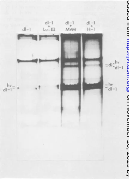 TABLE 1. Yield of RF DNA (counts per minute)a