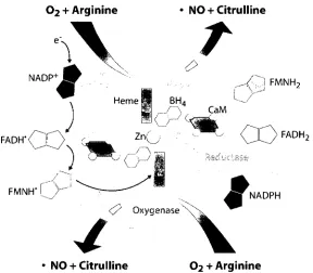 Figure 1.1 Structure of the active NOS 