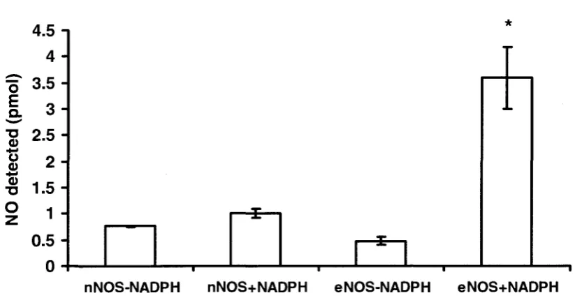 Figure 2.3 Detection of NO released by nNOS and eNOS under argon 