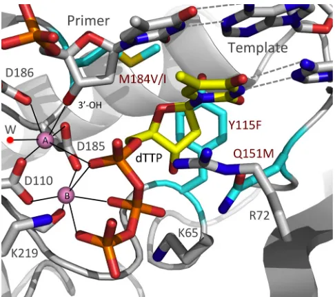 FIG 1 A model representing the binding of dTTP at the polymerase active siteof RT prior to nucleotide incorporation