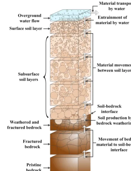 Figure 1. Schematic diagram of the SSSPAM model (from Cohenet al., 2010).