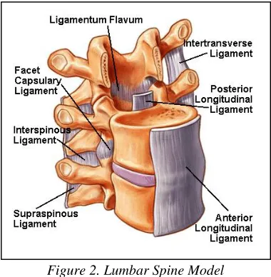 Figure 2. Lumbar Spine Model 