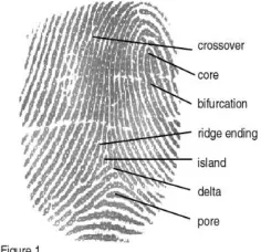 Figure 3 : Minutiae points 