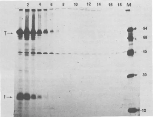 FIG. 4.cellsandMcontainingtext).p.were was salt Sedimentation of SV40 T antigen at high ionic strength