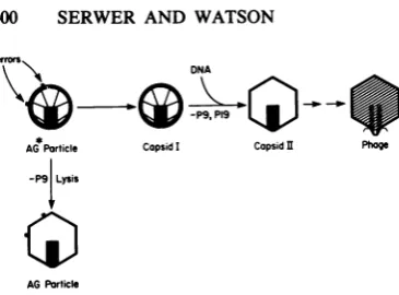 FIG. 4.thewerepathway15 Pathway of slower capsid I assembly. The of slower capsid I assembly, as deduced in text, is illustrated