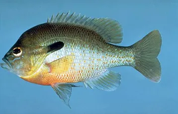 Figure 1.4: Redbreast Sunfish 