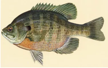 Figure 1.5: Johnny Darter 