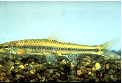 Figure 1.8: Swallowtail Shiner 