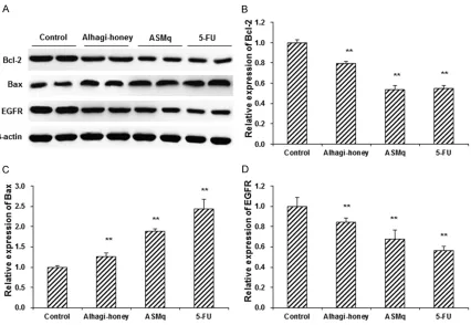 Figure 5. Effects of alhagi-honey and ASMq on apoptosis-related protein expression. Human hepatoma BEL-7402 cells were treated with 8 mg/mL alhagi-honey, 8 mg/mL ASMq, or 6 mg/mL 5-FU (positive control), for 48 h