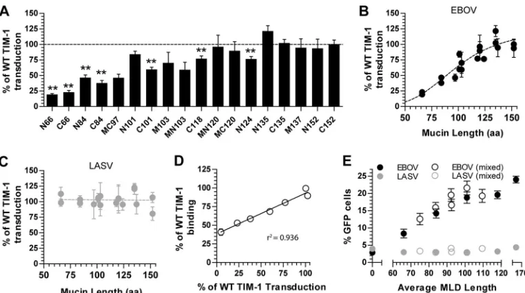 FIG 3 EBOV transduction correlates with TIM-1 MLD length. (A to C) Transduction of MLD mutant or WT TIM-1-transfected HEK 293T cells with VSVpercent transduction data