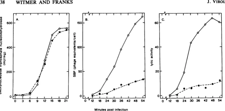 FIG. 1.withlyticExtracts Synthesis of SP10-coded proteins under hmd' and hind conditions