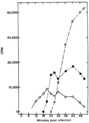FIG. 4.intermediatesbelow,text.tureextractedwasaftertLCi/ml)[14C]DNA11,00015 Sample neutral sucrose gradient profiles of in SP10 hmd+ DNA replication