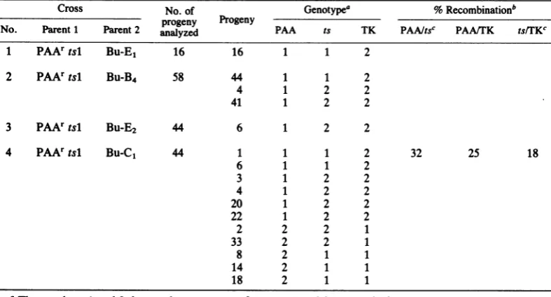 TABLE 4. Complementation between ts mutants