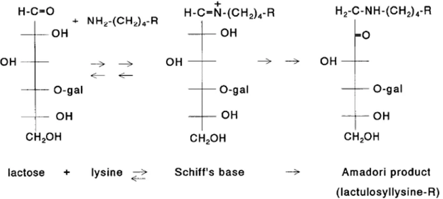 Figure 1.5. Schematic overview of the early Maillard reaction in milk leading to the Amadori product (taken from van Boekel, 1998)