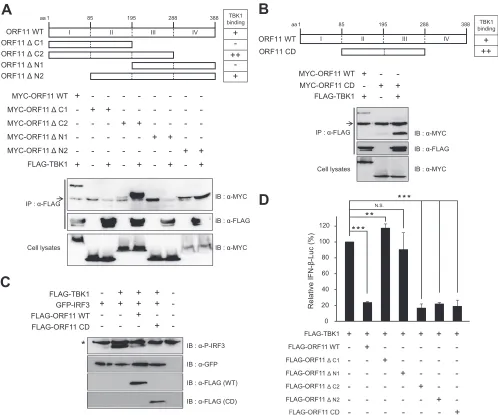 FIG 8 Functional domain mapping of MHV-68 ORF11 required for TBK1 interaction and inhibition