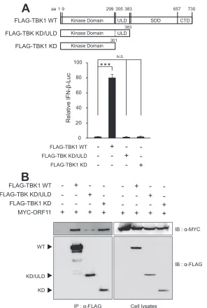 FIG 9 Kinase domain of TBK1 is sufﬁcient to bind to MHV-68 ORF11. (A) Activity of TBK1 domain mutant constructs
