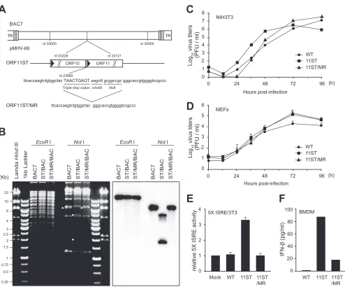 FIG 2 Infection of MHV-68 lacking ORF11 induces the IFN-macrophages upon infection. (E) The 5measured at 24 h postinfection and compared to that of mock infection