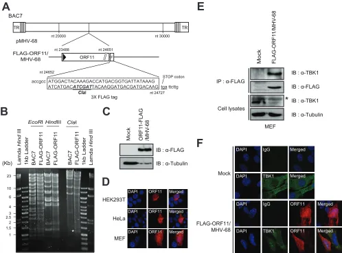FIG 6 ORF11 interacts with endogenous TBK1 during MHV-68 infection. (A) Schematic diagram of the FLAG-tagged ORF11 recombinant virus (FLAG-ORF11/MHV-68) in the MHV-68 genome