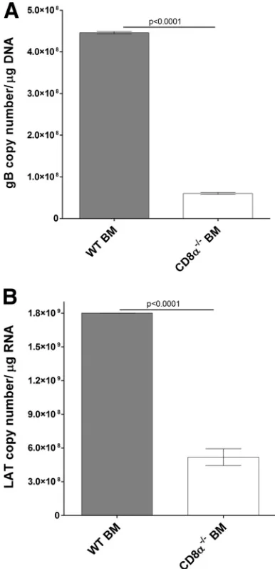 FIG 9performed on each individual mouse TG. In each experiment, an estimatedrelative copy number of gB or LAT was calculated using a standard curvegenerated from pGem-gB1 or pGEM-5317 (H