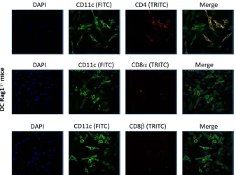 FIG 8 IHC of DCs isolated from Rag-1�/� mice. BM-derived DCs from Rag-1�/� mice were isolated and grown on Lab-Tex chamber slides