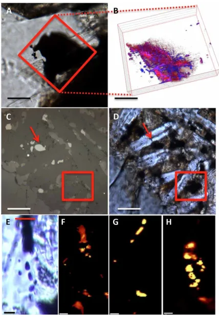 Fig. 1. Light and CRIS of the relationship between magnetite and MMC in the meteorites studied