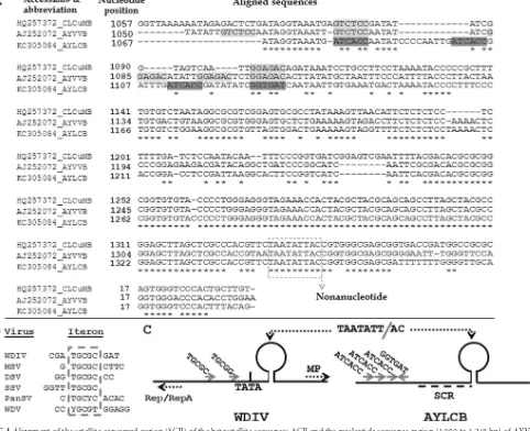 FIG 4 Alignment of the satellite conserved region (SCR) of the betasatellite sequences