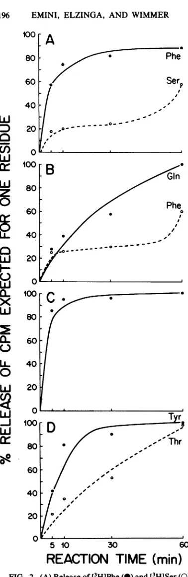 FIG. 2.[3H]TyrfromA-treatedcarboxypeptidase[3H]Gln (A) Release of [3H]Phe (0) and [3H]Ser (0) carboxypeptidase A-treated P3-2