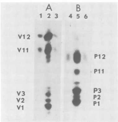 FIG. 7.,P31with Partial proteolytic maps of G [3H]mannose, [355]methionine, andI[3H]glucosa-