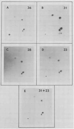 FIG.4.labeledtext;in panelTwo-dimensional tryptic peptide maps of IBV virion proteins labeled with [35S]cysteine