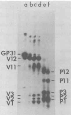 FIG.5.wastext.f,eddigestedmethvlatedexposedLaboratories);of 50 S. Partial proteolytic map of GP31