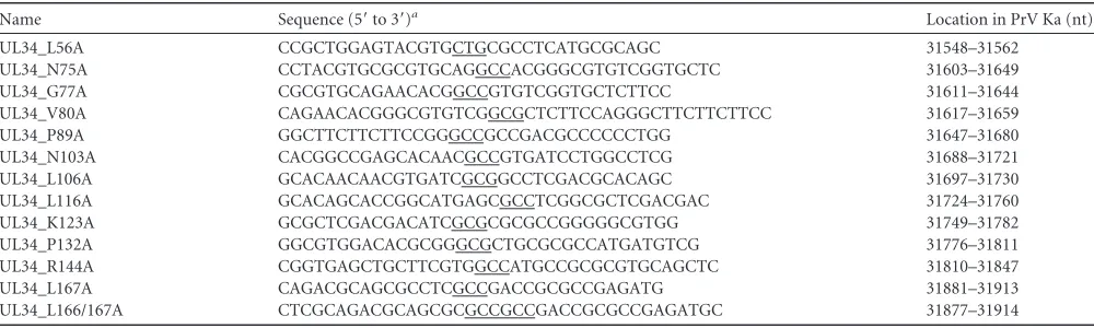 FIG 1 Amino acid sequence of PrV pUL34. Conserved amino acids (20)within the N terminus were mutagenized to alanine (highlighted by boxes).The pUL31 interaction domain is underlined, and the predicted transmem-brane region is shaded