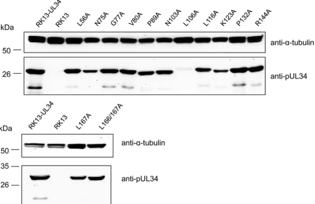 FIG 4 Functional complementation of RK13 pUL34-expressing cells. RK13 cells stably expressing the corresponding pUL34 mutants were infected with eitherPrV-Ka or PrV-�UL34 at an MOI of 3