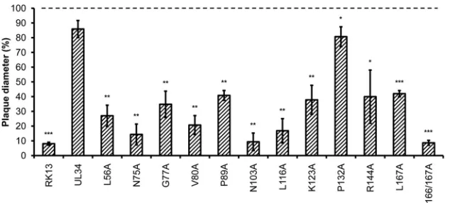 FIG 7 Complementation of direct cell-to-cell transmission. Direct viral cell-to-cell spread was analyzed by infecting the different pUL34-expressing RK13 celllines with PrV-Ka or PrV-�UL34 under plaque assay conditions
